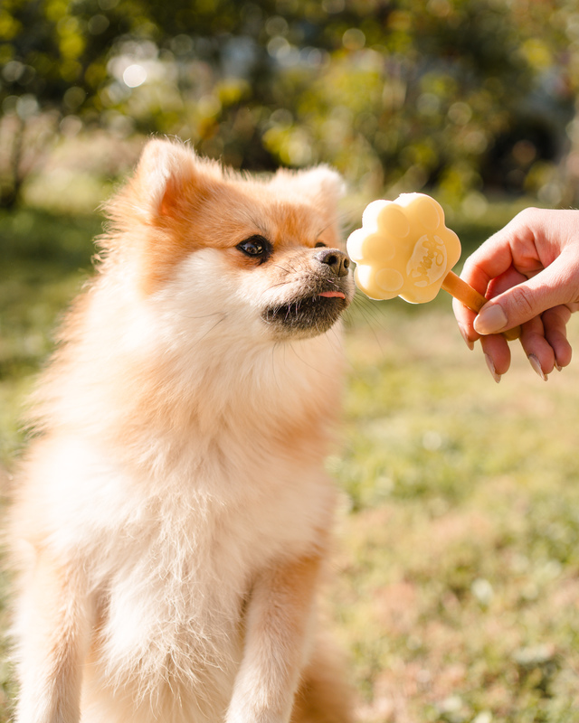 Fazendo sorvetes para cão com a mistura Smoofl de manga